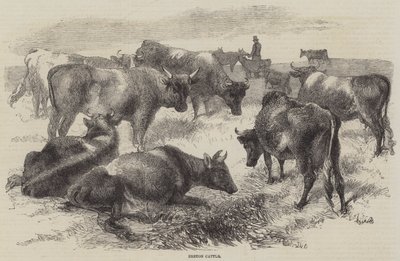 Breton Cattle by Harrison William Weir